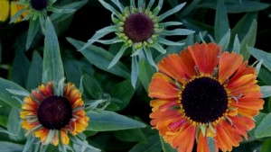 Hot New Perennials From California Spring Trials 2013