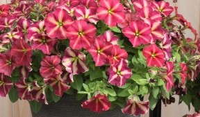 <i>Petunia</i> ‘Cha-Ching Cherry’ Is Selected As The 2013 Readers’ Choice Award Winner