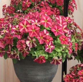 Allan Armitage On His Favorites At Florist Holland, Hort Couture, PlantHaven, Flamingo Holland and Ball