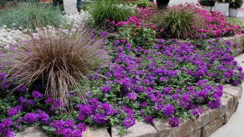 Ball Introduces Tough New Verbena Enduro And Geranium Double Take Series