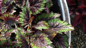 Armitage’s Favorites at Green Fuse, Fides/Oro, Suntory, Westhoff, PAC And Cultivaris