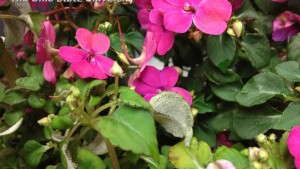 Impatiens Downy Mildew Found In Ohio