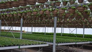 Spray Coverage Key To Uniform Pest And Disease Control In The Greenhouse