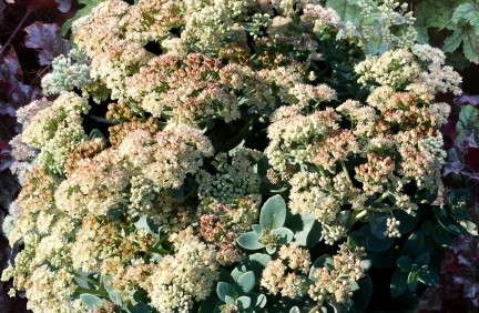 Terra Nova Nurseries Introduces New Heuchera And Sedum Cultivars
