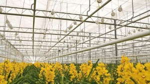 Diffuse Lighting Offers Multiple Benefits