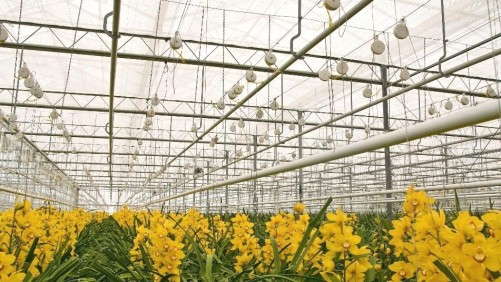 Diffuse Lighting Offers Multiple Benefits