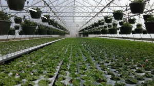 Your Best Greenhouse Is Your Best Bet For Growing Vegetables