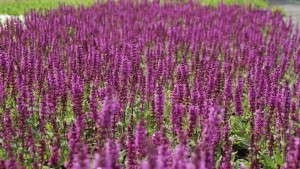 New Sweet Meadow Sage ‘Ave Maria’ From Intrinsic Perennial Gardens