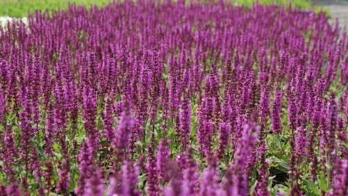 New Sweet Meadow Sage ‘Ave Maria’ From Intrinsic Perennial Gardens