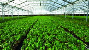 Conley’s Helps Permanent Crops  Nursery With Acclimation House