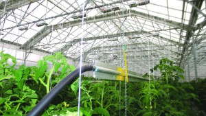 Urban Farming Has Special Heating Requirements