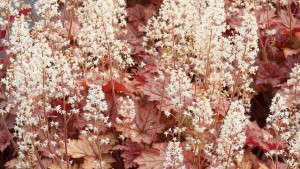 Licensing Agreement Expands Between Terra Nova Nurseries And Blooms Of Bressingham