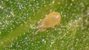 Holistic, Integrated Approach To Pest Control Rooted In Research