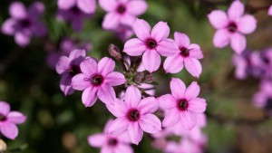 Tips For Growing Otomeria O’Premiera