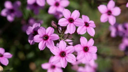 Tips For Growing Otomeria O’Premiera