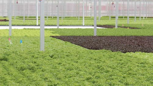 Green City Growers Is Largest Urban Food Co-op In U.S.