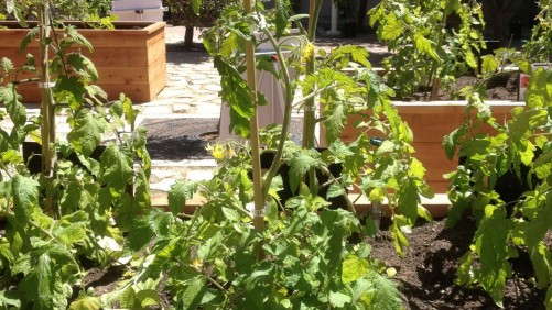 Seminis Home Garden Showcases Exciting Varieties During California Spring Trials
