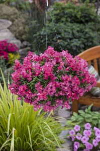 <i>Antirrhinum</i> 'Candy Showers Rose' from Sakata