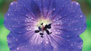 <i>Geranium</i> ‘Rozanne’ Named Plant Of The Centenary