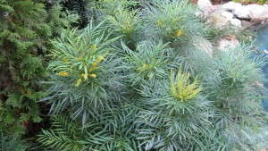 <i>Mahonia</i> ‘Soft Caress’ Is Named 2013 Plant Of The Year At Chelsea Flower Show.