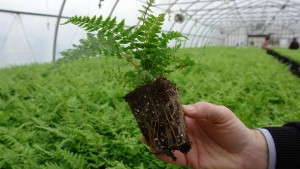 Do You Grow Young Plants? Only 4 Days Left To Take Our 2016 Young Plant Survey!