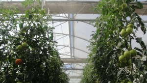 NASA Scientists To Discuss Indoor Agriculture Innovations That Could Be Used On Mars