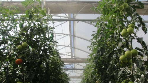 NASA Scientists To Discuss Indoor Agriculture Innovations That Could Be Used On Mars