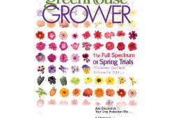 Pansies, Petunias, Pelargoniums and Impatiens: What’s New In 2013