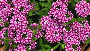 2013 Field Trial Results: Missouri Botanical Garden