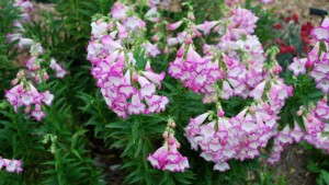 Penstemons Merit More Attention