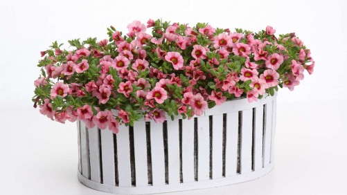 Growing Calibrachoa Successfully