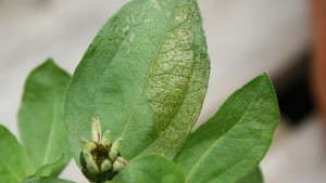 Control Of Thrips With Systemic Insecticides