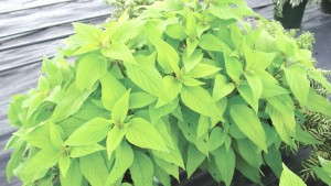 Increase Spring Sales With Multi-purpose Herbs