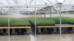 Emerald Coast Growers Adds Greenhouse Space