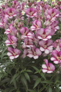 <i>Antirrhinum</i> 'Antirinca Rose' from Cohen