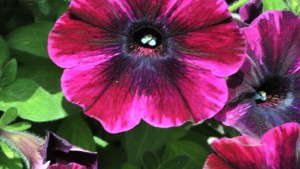 Dummen Group Receives MPS Certification In El Salvador, Announces The Facility Will Not Use Neonicotinoids