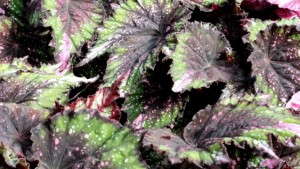 <i>Begonia</i> ‘Shadow King Green-pink Tips’: 2013 Medal Of Excellence Editor’s Choice Award Nominee