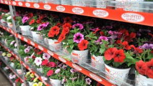 Dümmen’s Confetti Garden Streamlines Container Garden Production [Medal Of Excellence For Marketing]