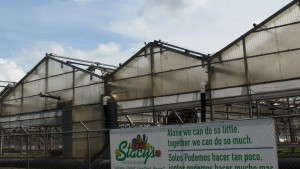 Stacy’s Greenhouses Files For Bankruptcy