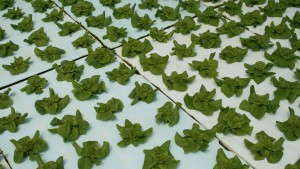 Growing Produce In A Floating System