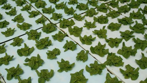 Growing Produce In A Floating System