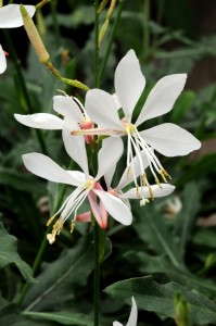 Gaura 'Sparkle White' from Kieft Seed (Best Performing Plant, 2015 North Dakota State Field Trials)