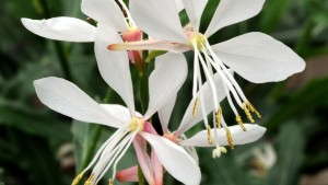<i>Gaura</i> ‘Sparkle White’ Wins 2014 AAS Award