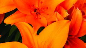 Hot New Potted Plants And Tropicals From 2013 California Spring Trials