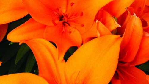 Hot New Potted Plants And Tropicals From 2013 California Spring Trials