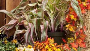 Fall Crops: More Than Mums