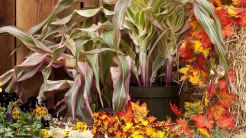 Fall Crops: More Than Mums
