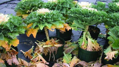 Michigan State University Offers Tips On Greenhouse Soil Testing