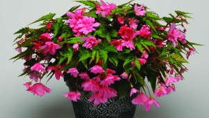 13 New Begonias For 2013