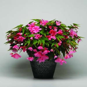 <i> Begonia </i> 'Breezy Pink' from Ball Ingenuity